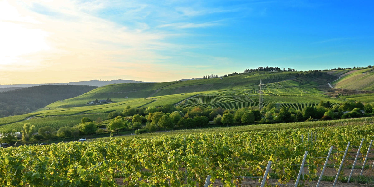 Rheingauer Weinberge - Weingut Ernst