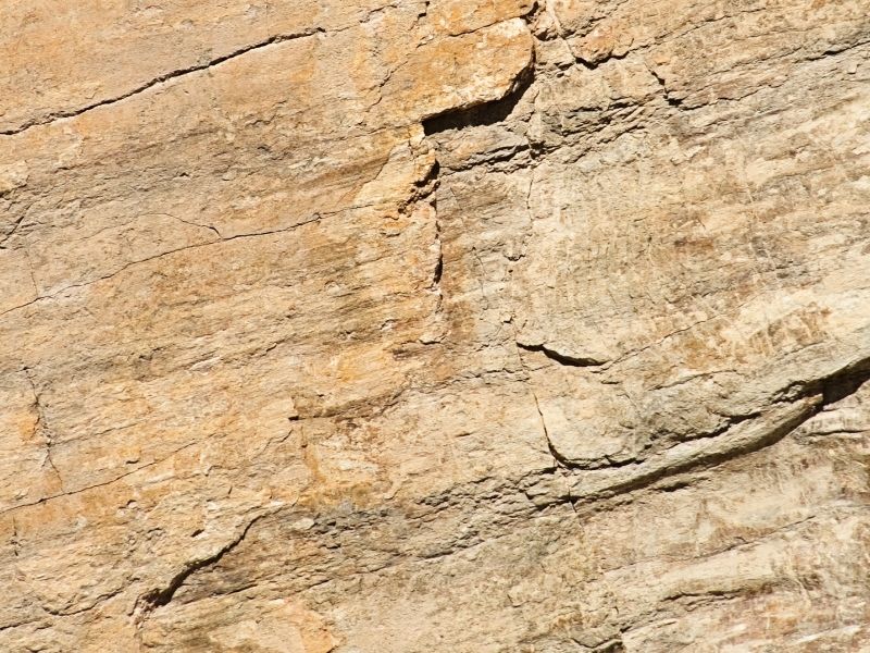 Roter Riesling – Bild 3