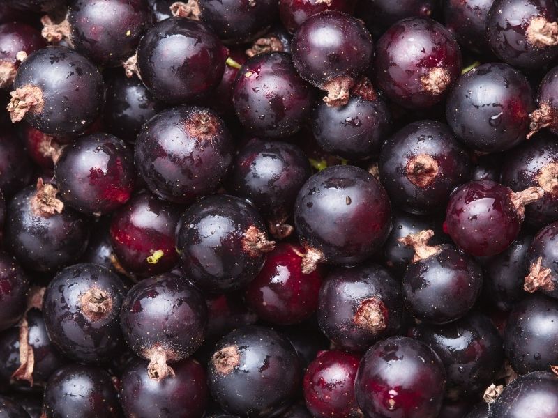 Cabernet Sauvignon – Bild 1